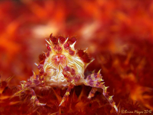 "It's like hell in my World" --- Soft Coral Crab (Hoploph... by Brian Mayes 